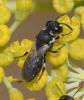 Hylaeus sp.